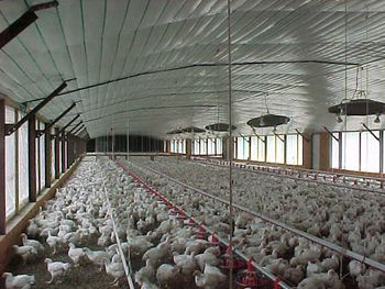 Chicken House